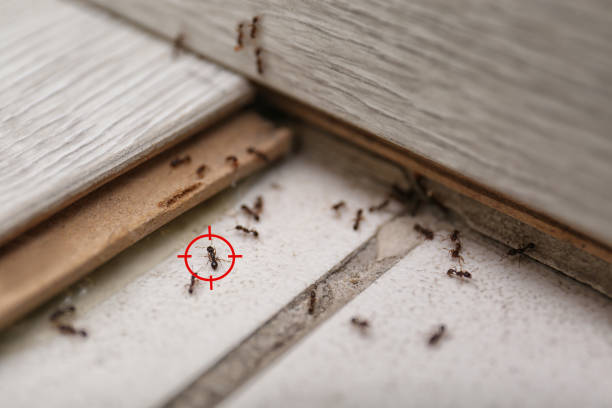 Best Spider Control Near Me  in College Park, MD