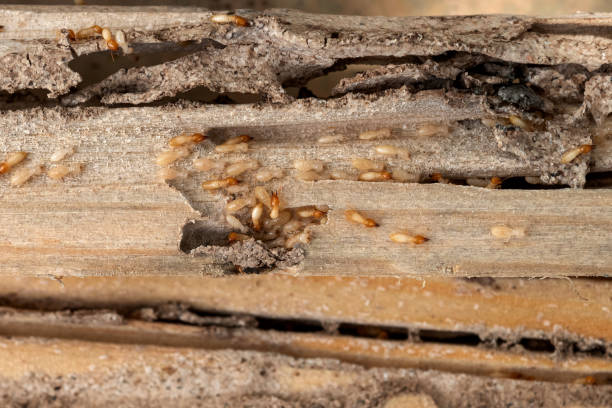 Best Cockroach Control Services  in College Park, MD